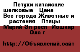 Петухи китайские шелковые › Цена ­ 1 000 - Все города Животные и растения » Птицы   . Марий Эл респ.,Йошкар-Ола г.